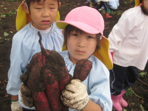 芋掘り遠足（年中）