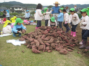 芋掘り遠足（年長）