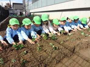 年長組　いちごの苗植え、冬野菜の観察