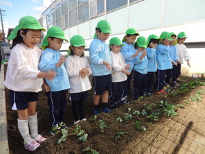 年長組　いちごの苗植え、冬野菜の観察