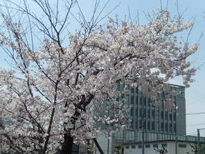 桜が満開になりました