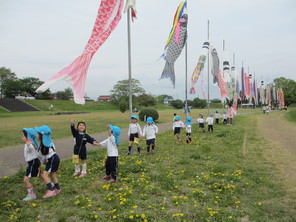 年中組　こいのぼり見学