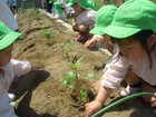 年少組　野菜の苗植え
