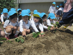 年中　さつまいもの苗植え