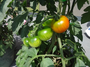 年長組　田植えとトマトの収穫
