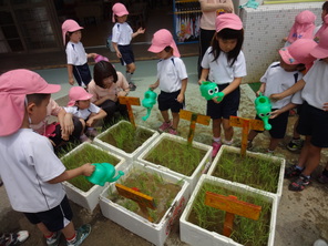 年長組　田植えとトマトの収穫