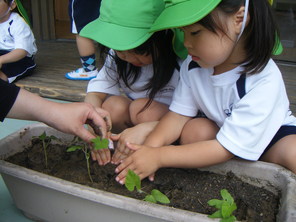年少組 あさがおの苗植え 年少組 あさがおの苗植え