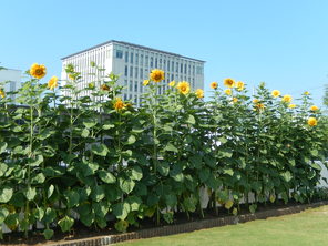 ひまわりの花が咲いたよ（年中組）