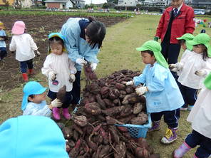 芋掘り遠足（年少）