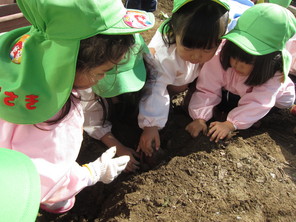 年少組　園の畑で芋掘り