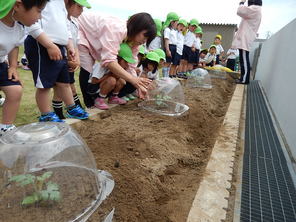 スイカの苗植え（年中）