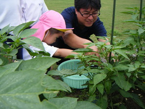 年少組 夏野菜の収穫 年少組 夏野菜の収穫