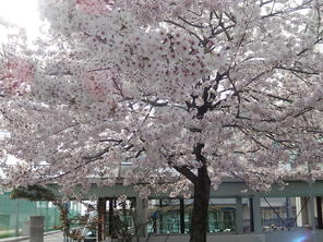 もうすぐ入園・進級式