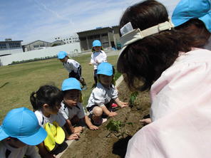 年少組　夏野菜の苗植え