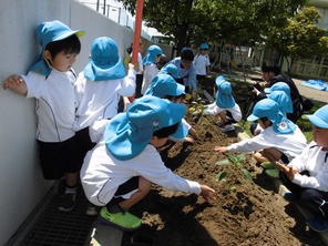 年少組　夏野菜の苗植え