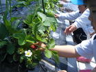 年少組　イチゴの収穫