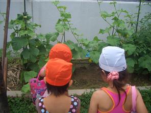 年少組　夏野菜の収穫