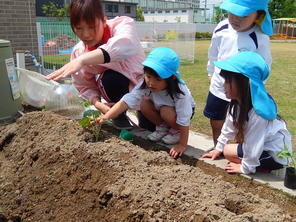 年中組　スイカの苗植え