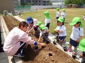 年少組　野菜の苗植え