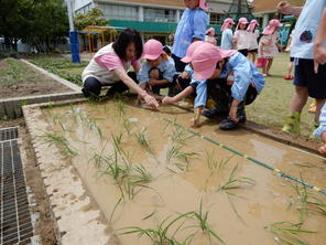 年長組　田植え