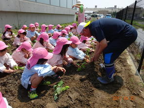 年長組　サツマイモの苗植え