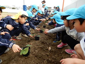 年中組　イチゴの苗植え