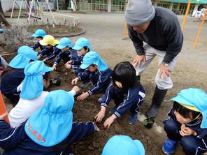 年中組　イチゴの苗植え