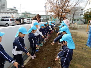 年中組　イチゴの苗植え