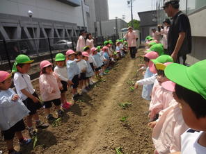 年少・年中組　サツマイモの苗を植えました（５月１日火曜日）