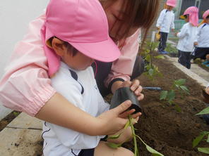 年少組　野菜の苗植え