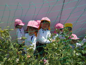 年少組　スナップエンドウの収穫