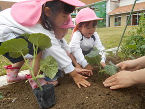 年少組　野菜の苗植え