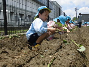 年長組　サツマイモの苗植え　（６月７日）