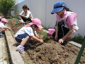 年少組　ミニトマトの苗植え