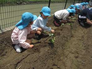 年長組　サツマイモの苗植え　（６月７日）