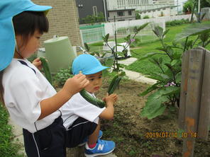 野菜の収穫（年少組）