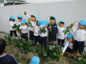 小松菜の収穫・実食（11月25日・26日）年少組