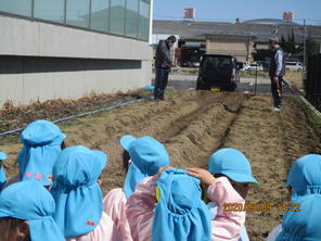 じゃがいも植え　3月9日（年少組）