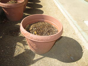 年長組　ミニトマトの苗を植えました（５月７日）