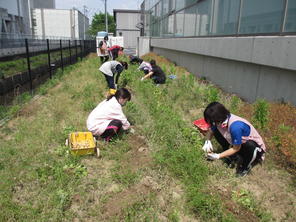 じゃがいも掘り(5月25日) じゃがいも掘り(5月25日)