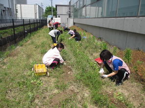 じゃがいも掘り（５月２５日）