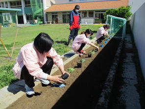 夏野菜を育てます　(年少組）