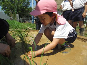 年長組　田植え（６月１６日）