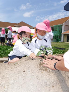 年少組 夏野菜の苗植え(2021.5.12) 年少組 夏野菜の苗植え(2021.5.12)