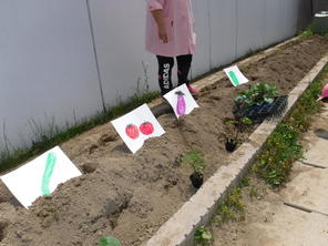 年少組 夏野菜の苗植え(2021.5.12) 年少組 夏野菜の苗植え(2021.5.12)