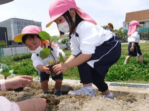 年少組　夏野菜の苗植え（2021.5.12）