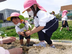 年少組 夏野菜の苗植え(2021.5.12) 年少組 夏野菜の苗植え(2021.5.12)