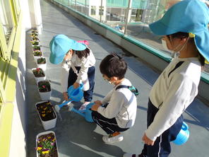 ビオラの苗植え(年長組)(2021.11.11) ビオラの苗植え(年長組)(2021.11.11)