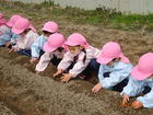 年中組、年少組、満３歳児　ジャガイモの植えつけ（2022.2.25）　