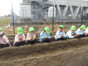 年中組、年少組、満３歳児　ジャガイモの植えつけ（2022.2.25）　